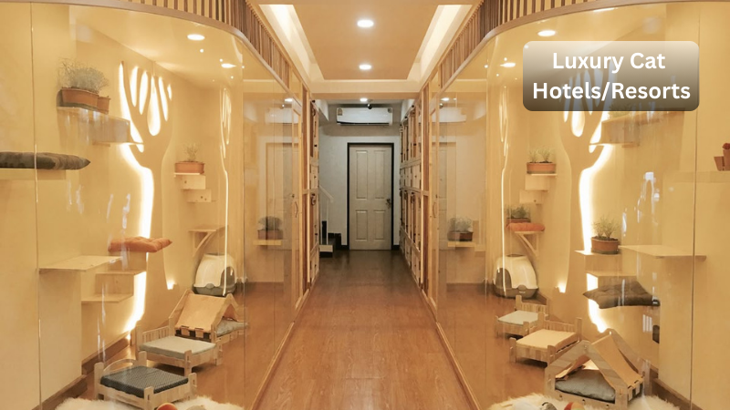 Luxury Cat Hotels/Resorts