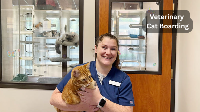 a vet doctor with a cat in veteninary