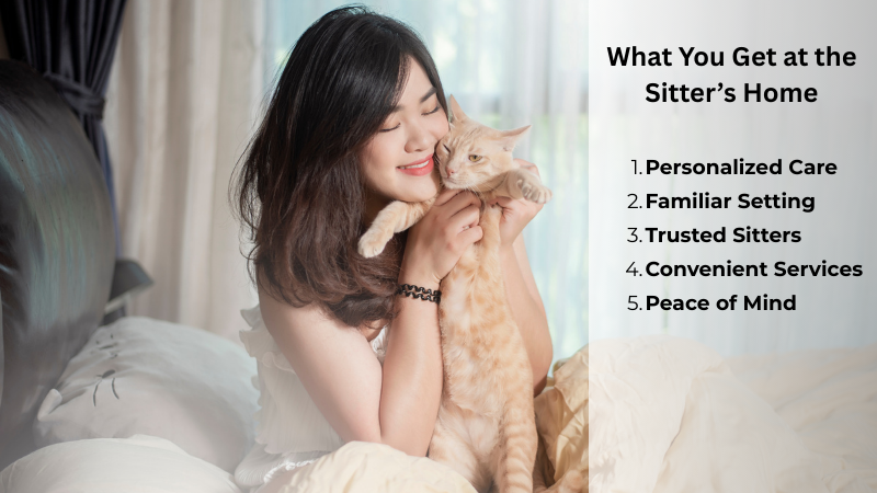 cat pawland cat sitter with a cat playing in sitters home