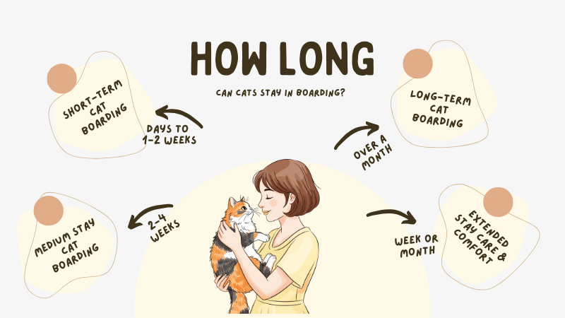 How Long Cats can Stay in Boarding explained in 6 steps