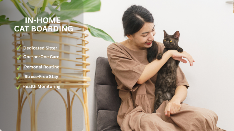 a cat sitter with a cat enjoying at cat sitters home