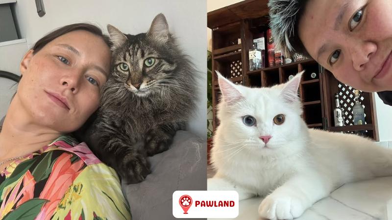 Two Pawland cat sitters with cats, male sitter with white cat and female sitter with gray cat
