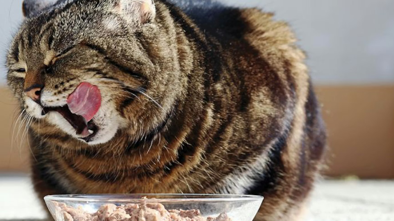 A  cure cat eating wet cat food with enjoying