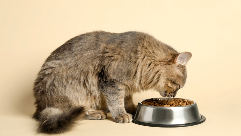 Cat eating dry cat food from a bowl indoors