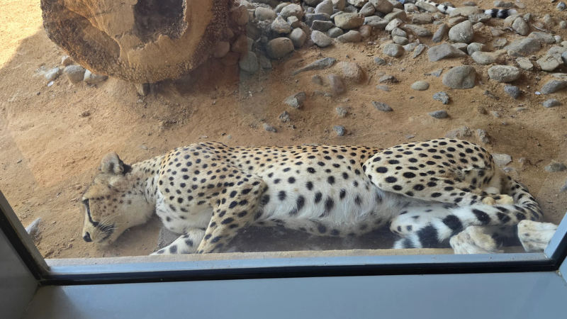 a royal bengal tigler on the desert zoo park