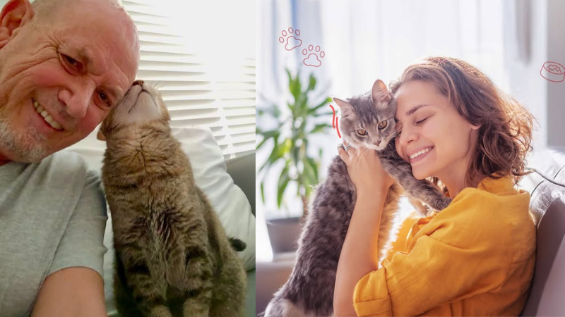 Pawland verified cat sitter hosting two cute cats at a home cat boarding environment