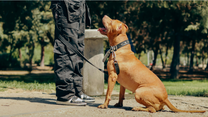 Man sitting on a street in Dubai with his American Pit Bull Terrier, dog sitting by his feet looking up at the owner, loyal pet moment outdoors