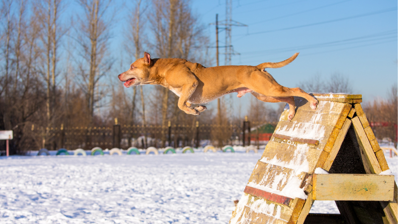 American Pit Bull Terrier barking and jumping over a hurdle during training, energetic and focused dog outdoors