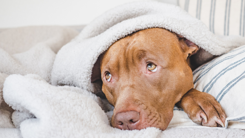 American Pit Bull Terrier being groomed and dried, lying on a towel with a cloth over it, pampered and relaxed dog during grooming session