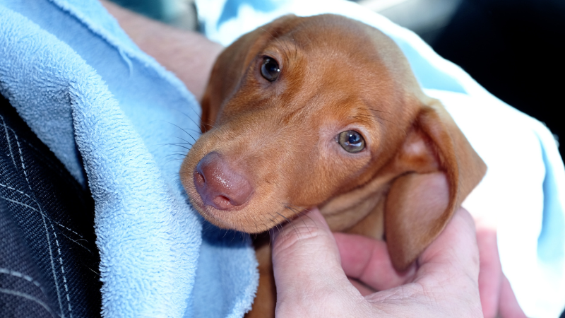 Owner cuddling a baby American Pit Bull Terrier in their arms, adorable and playful puppy showing affection