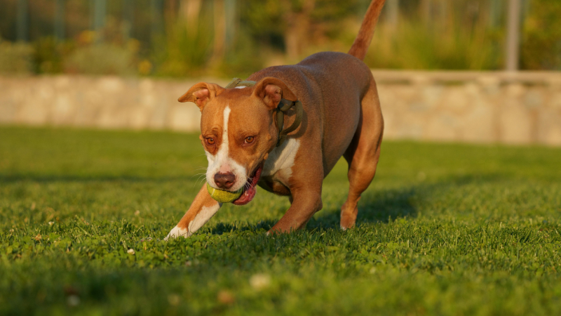 American Pit Bull Terrier holding a ball in its mouth at a Dubai playground, playful and loyal family dog outdoors