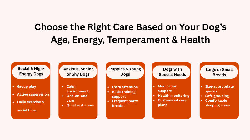 Six dog boarding types based on size, age, temperament, health, and activity level.