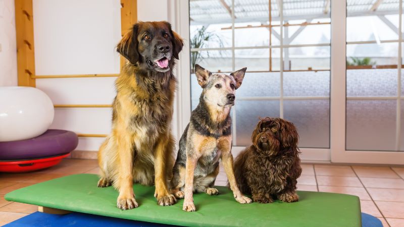 Three dogs (large, medium, small) sitting together in in-home pet boarding setting.
