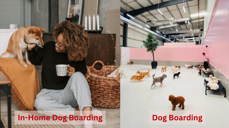 In home dog boarding vs dog boarding