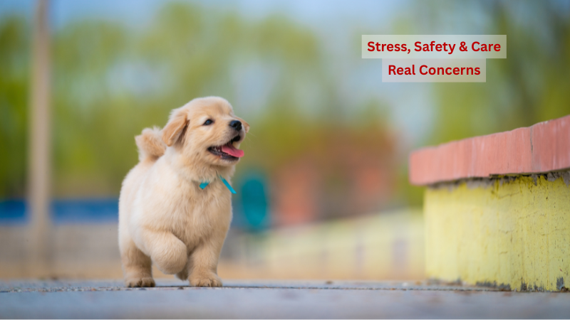 A cute dog running on the road on the road