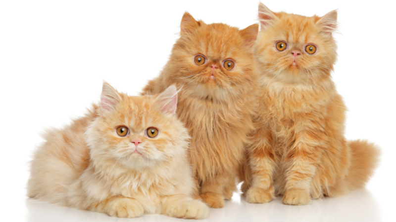 3 Persian cats together