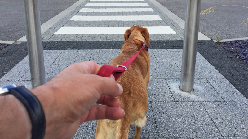 Dog sitter walking a dog on the street, holding leash while the dog calmly strolls along an urban sidewalk during daytime