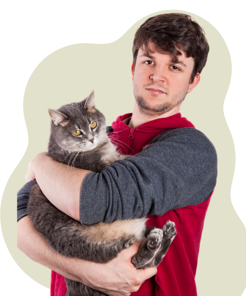 A boy cat sitter in a red shirt holding an ash grey cat with a light lemon background in Dubai