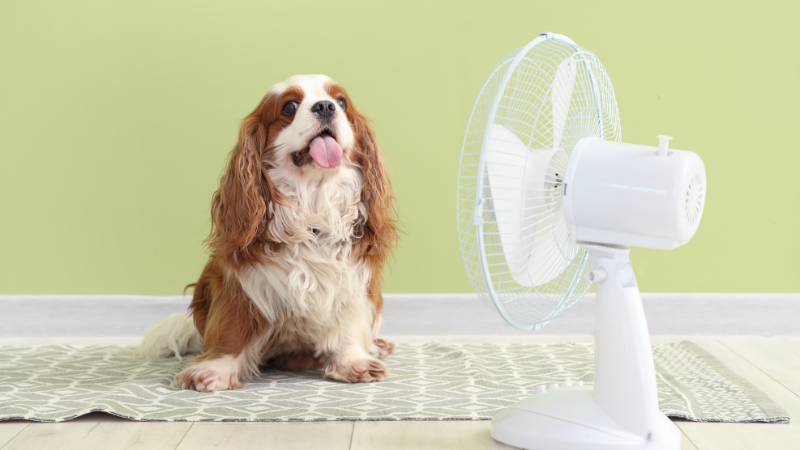 A dog is sitting indoors while being cooled by a table fan during the summer heat.