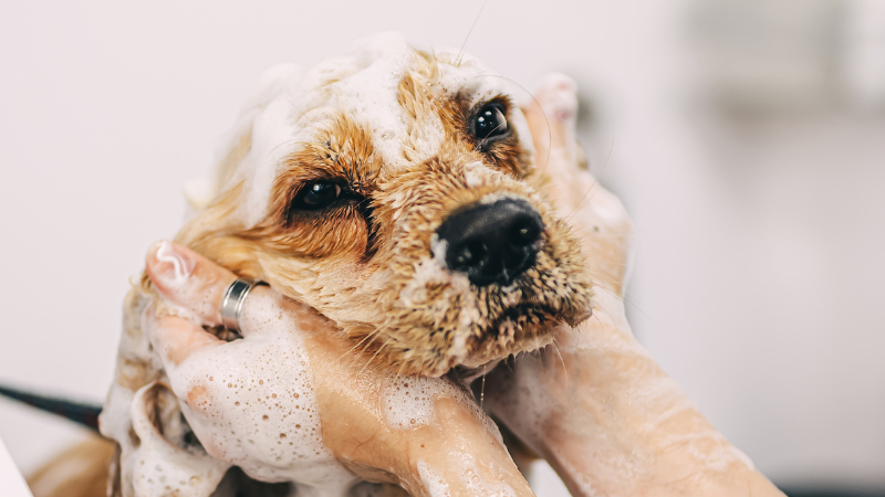 A pet owner bathing their dog, gently washing it during grooming time at home.