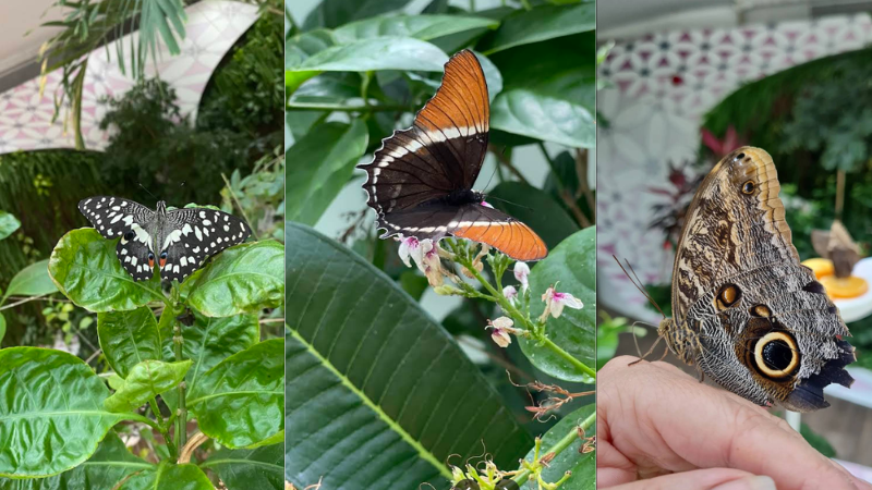 Butterfly resting on a person’s hand at Al Noor Island Butterfly Garden