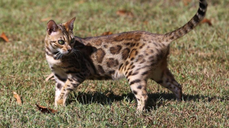 A Bengal cat playing in a green field, looking back over its shoulder.