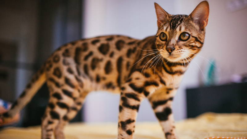 Bengal cat standing on a bedroom bed, indoor pet relaxing on soft bedding in a cozy home setting
