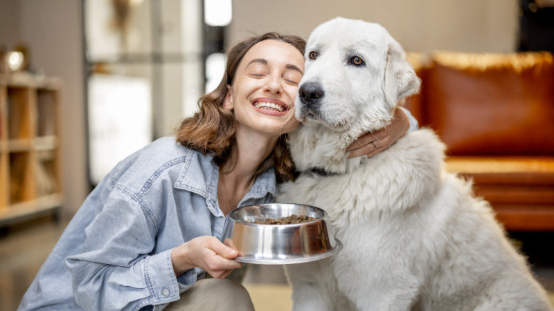 A dog sitter is carefully holding a large dog close while offering it food by hand.
