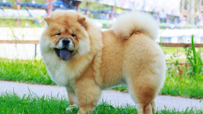 Young Chow Chow standing on a rural road near an open field.
