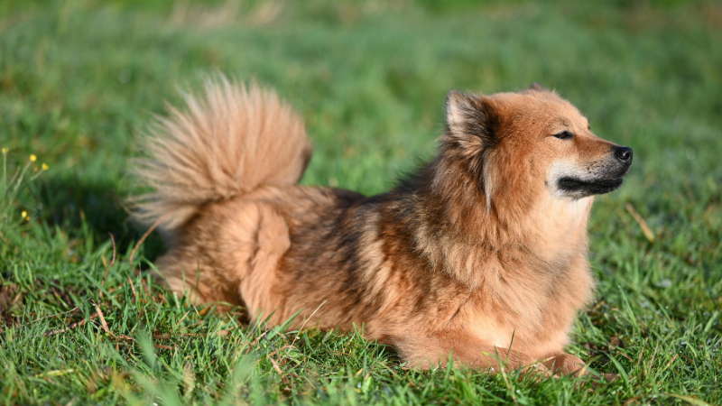 Chow Chow dog sitting on green grass outdoors.