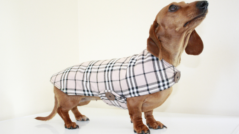 A Dachshund is standing at home dressed in clothes.