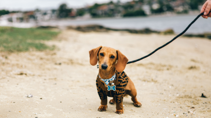 A Dachshund puppy is standing while its owner holds it by a leash.