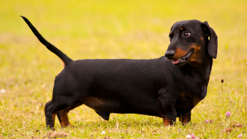 A black Dachshund dog is standing in a field.