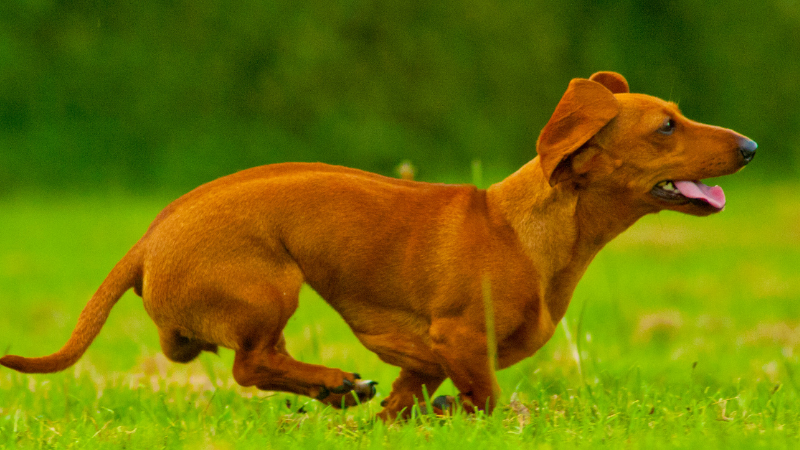 A Dachshund dog standing alert in a green grassy field.