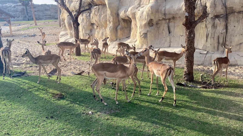 Some deers are eating grass in field at dubai safari park