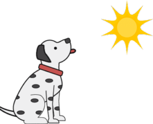 A dog sitting under the sun during summer, in a warm outdoor setting, capturing a relaxed and sunny atmosphere.