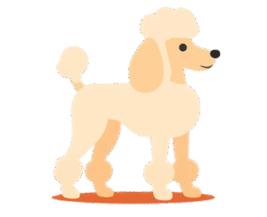 A diamond-colored Poodle dog is standing, with a light-colored background.