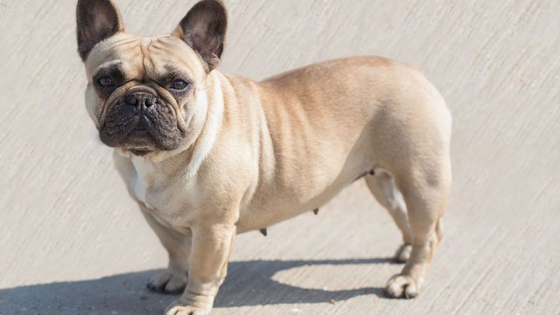 A French Bulldog standing on the road, looking ahead.