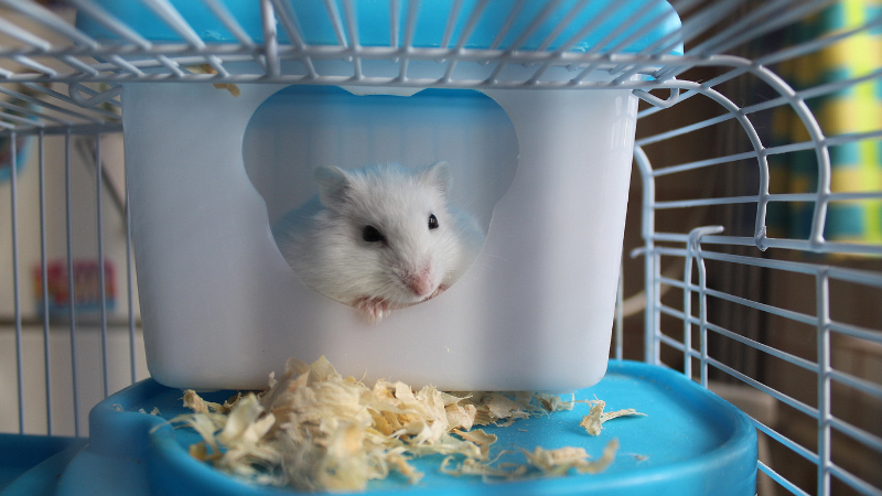 A hamster inside its cage, actively eating food, close-up view with a cozy indoor setting