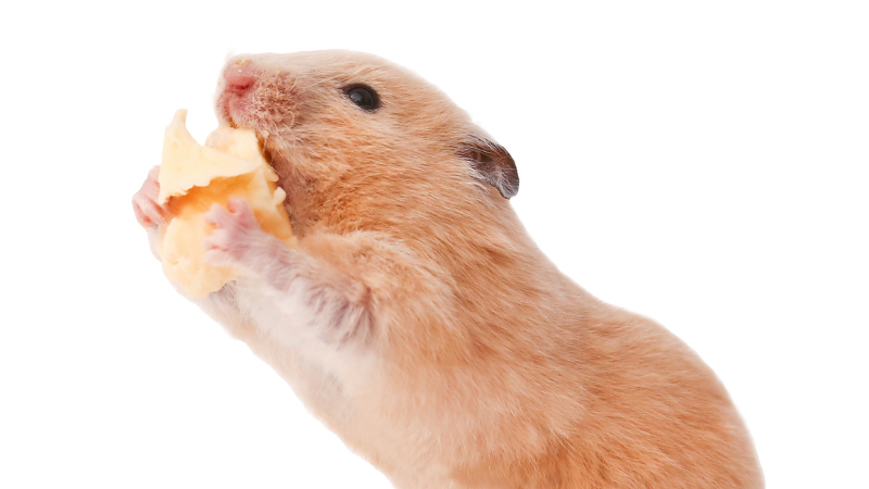 A hamster standing near its cage, alert and looking around in a calm indoor setting