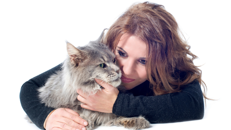 The owner is lovingly holding a Maine Coon cat while cuddling it on the bed.