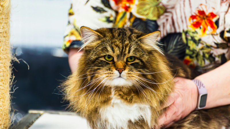 A Maine Coon cat being held by its owner, with only the cat’s face visible.