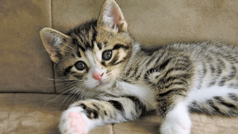 Moggie cat lying on the floor, looking ahead