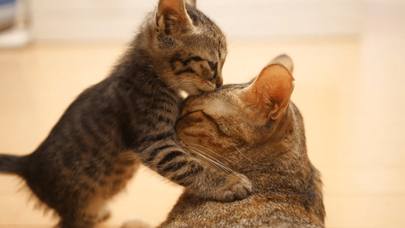 A Moggie kitten is lovingly giving its mother a gentle kiss on the forehead.