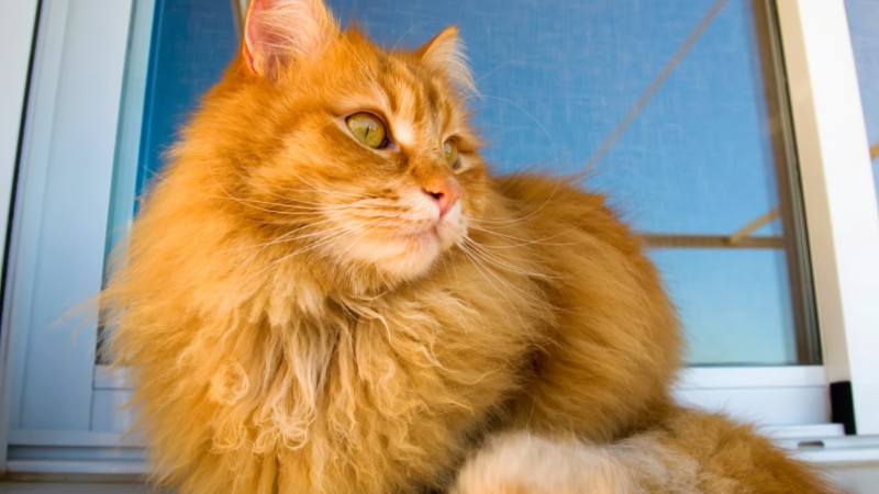 Yellow-toned Siberian cat sitting calmly, facing forward peacefully