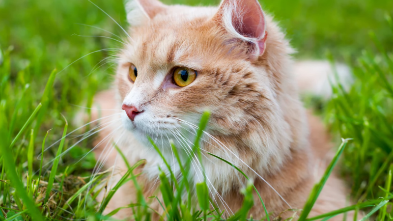 The Siberian cat originates from natural rural and forest environments.