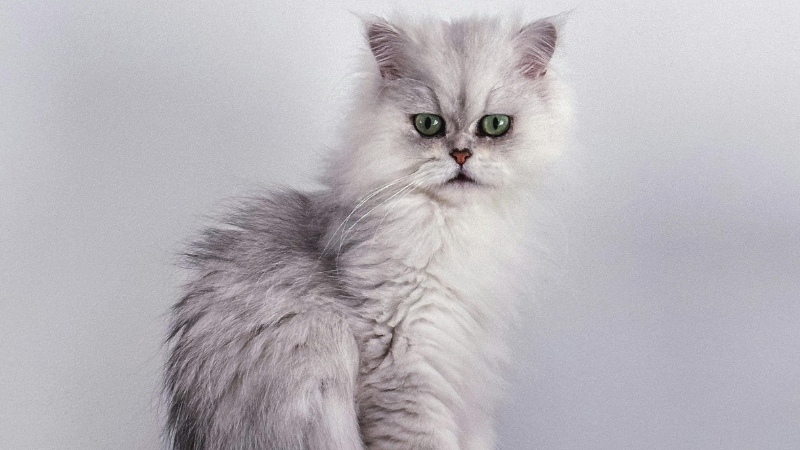 Persian cat sitting and looking at something attentively.