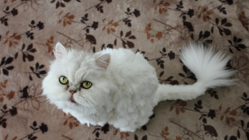 White Persian cat sitting with its legs visible, calmly resting.
