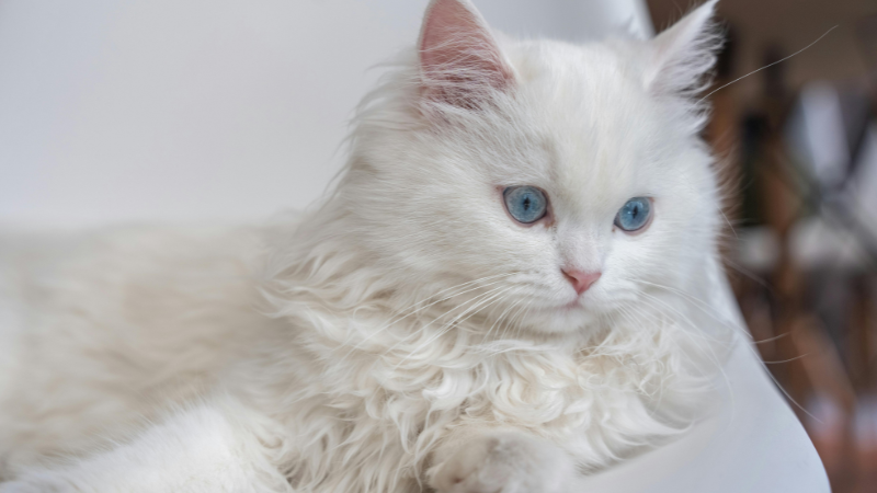 A white persian cat setting on bed with relaxing