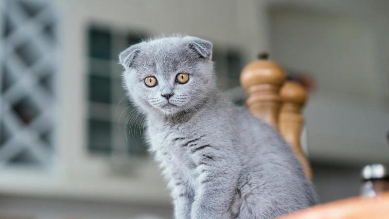 Scottish Fold cat sitting calmly on indoor floor